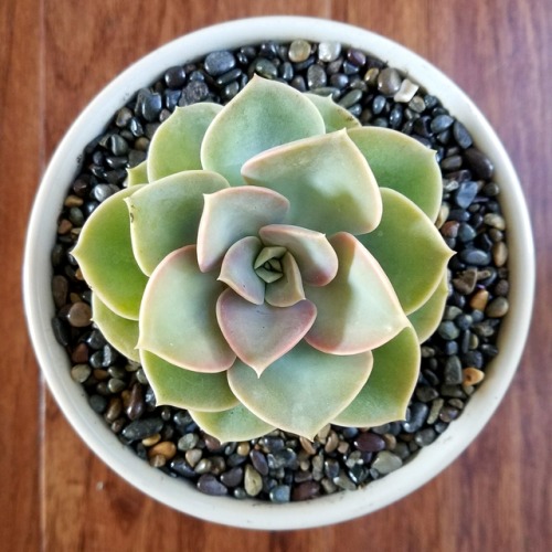 succygirl:plantsorbust:i got three new friends today. echeveria rundelli (left), echeveria ‘gr