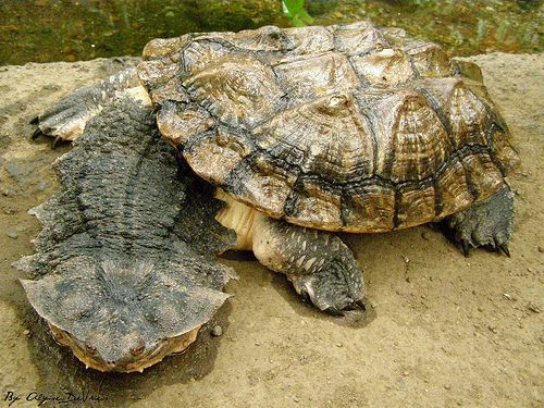 Here come the most Extra of turtles and tortoises