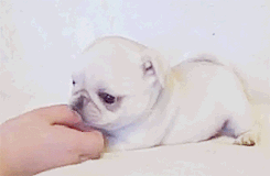 littlesexxkitten:  kiddiepageants: Marshmellow the white pug (x)  TOO CUTE 