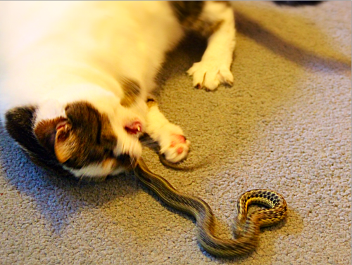 One of the Veterinarians I work with has a cat named Izzie, who has been catching garter snakes outs