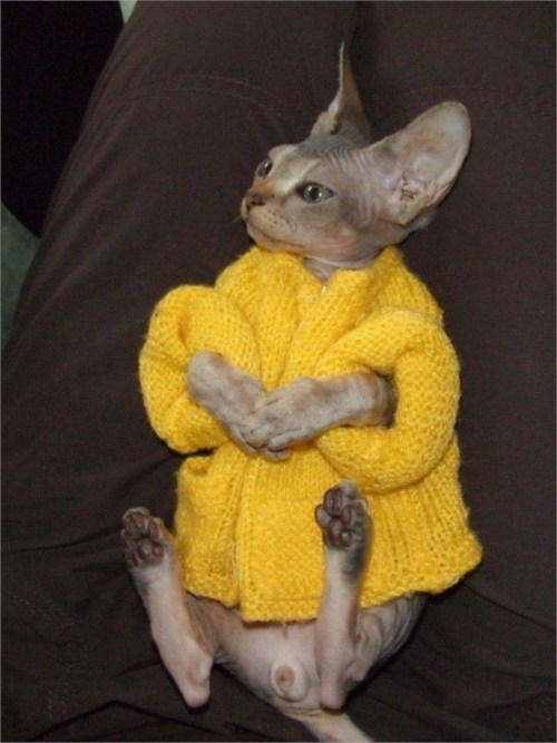 pineapplemachine: pineapplemachine:  Psa! Wtf is wrong with people who dont like hairless cats. They can wear sweater cuz They. Are. Nakey. GOBLINSSSS!!!  I bring u proof 