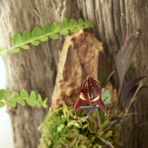 Lepanthes felis Luer &amp; R.Escobar 