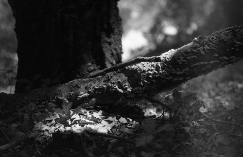 Krnov, Czech Republic | June 2021 | Nikon FM on Fomapan 200