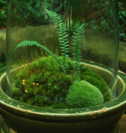 basicallybryophytes:  this is so magical…