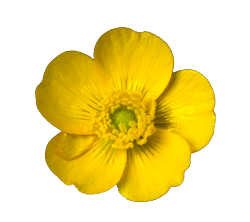 transparent-flowers:  Buttercup. Ranunculus