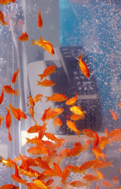 12h51mn: Retro phone booths transformed into goldfish aquariums by Kingyobu Osaka, Japan 2011