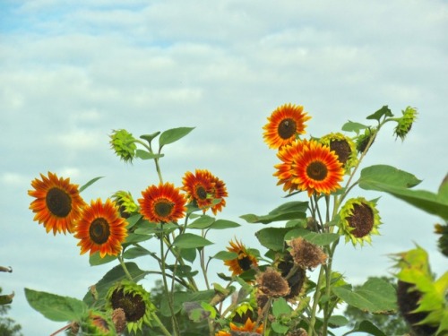 Flowers on the plot where they grow fresh veggies for the foodbank. What a good project.