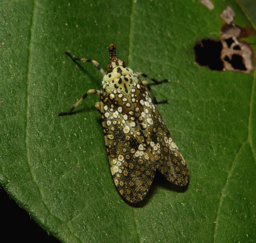 sinobug:Fulgorid Planthopperor Lanternfly (possibly Neoalcathous sp., Fulgoridae, Hemiptera)by Sinob