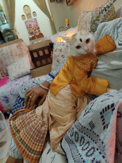 The real bengal cat, ready for Durga Puja, photo by Dip Kunda