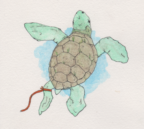 bat & turtle