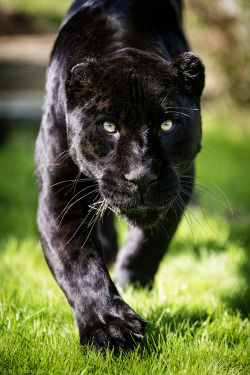 h4ilstorm:  Black Jaguar (by ScottD Photography)