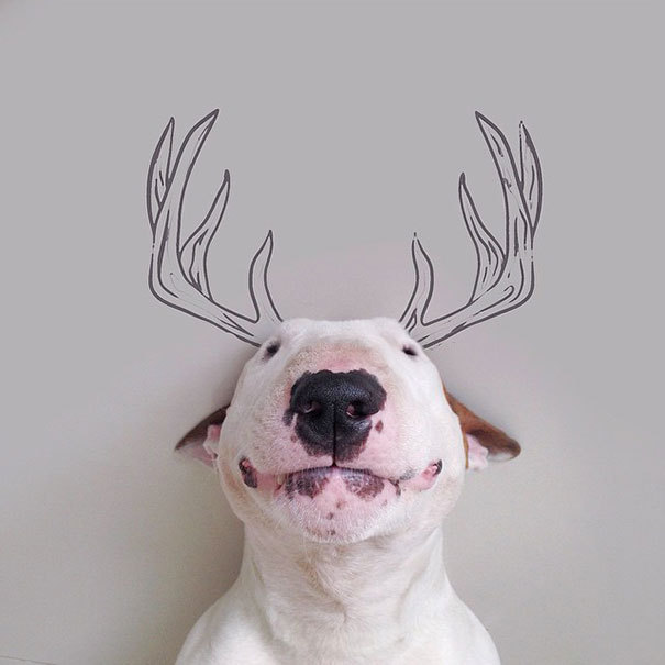 the-awesome-quotes:  My Wife Left Me With Nothing But A Dog, So I Started This Fun