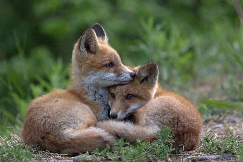 ask-gan2:  the-magestic-nfmod:  a-fantastic-fox:  Two baby foxes in Lapeenranta,