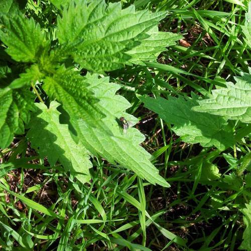 A #fly Sunbathing On A #nettle 11.8.15 #Technologiepark #Dortmund #latergram (en Studentenwohnheim Meitnerweg)