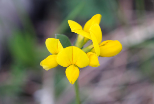 Lotus corniculatus. The common name is Bird&rsquo;s-foot Trefoil - but in Sweden we call it &