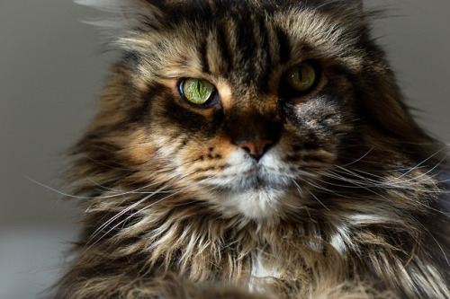 Ben the Maine Coon in striped sunlight. (Jan 2018)