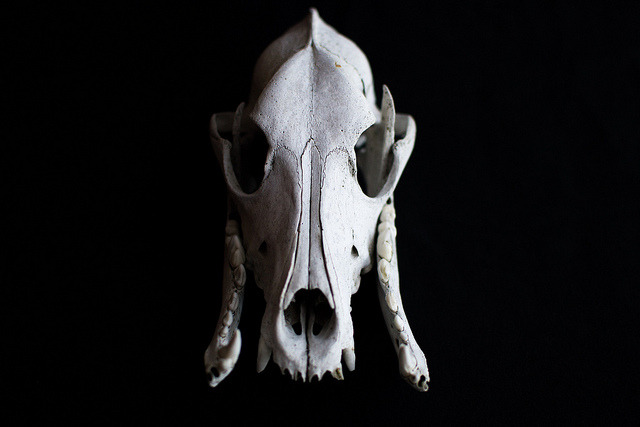 skullandbone:  my best friend, dog. by Massa c ro on Flickr. 