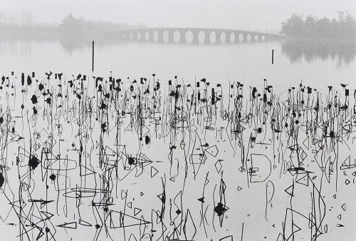 transparentoctopus:  Rene Burri, wilted lotus blossoms, Beijing 1964