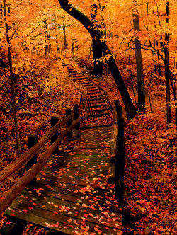 thefutureoftravel:  lori-rocks:  crossing the autumn forest, wisconsin, by indy kethdy   Autumn forest in Wisconsin.