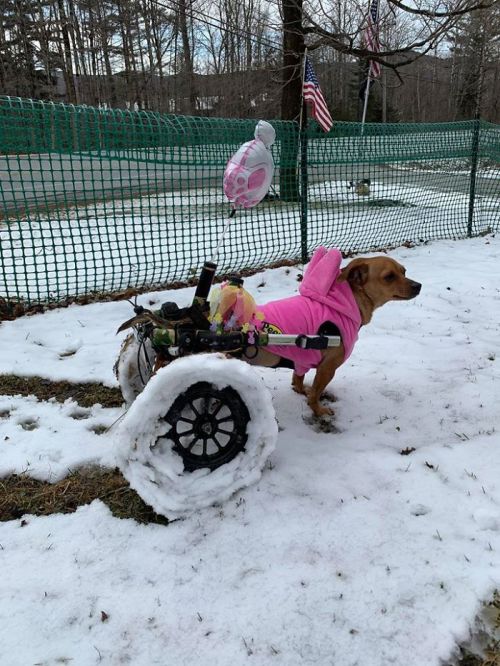 awesome-picz:Woman Adopts 6 Dogs With Special Needs And Now They’re All Living Their Best Lives.