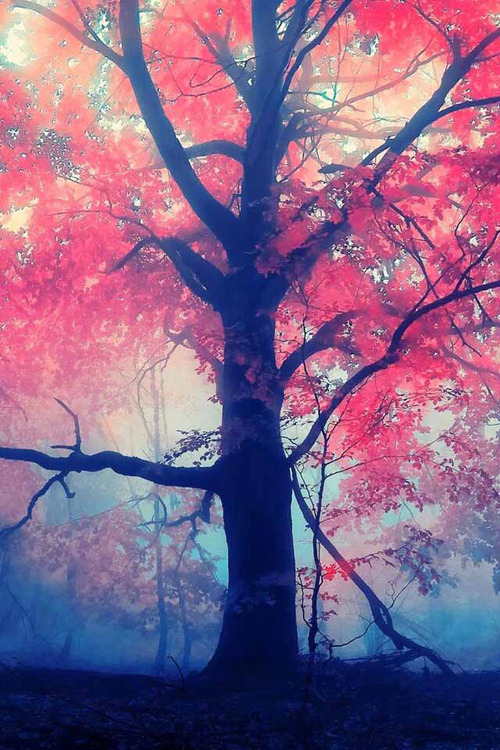 thereflectingthicket - Millennium Journey