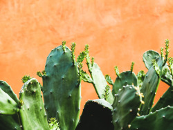 monicaduranphoto:  nopal Mexican colors and