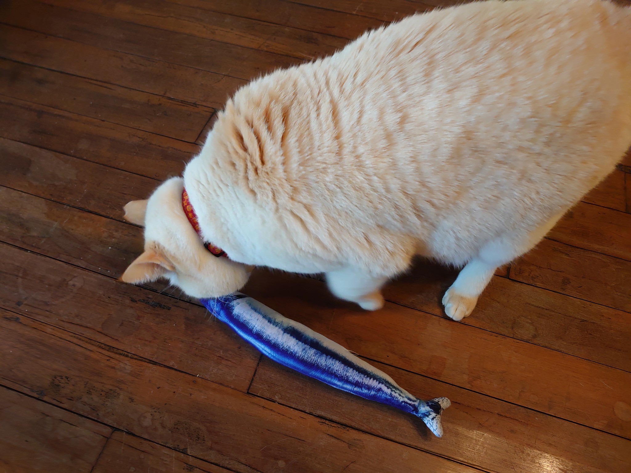 straycatj:家主が…なんかくれたですMy landlady gives me something… これは…What’s this…? オレのです！もうオレのですから！It’s mine! It’s already mine! I never return! 