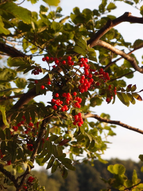 Sorbus aucuparia — rowan a.k.a. mountain-ash