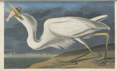 Great white heron. From John James Audubon’s Birds of America, 1835. 