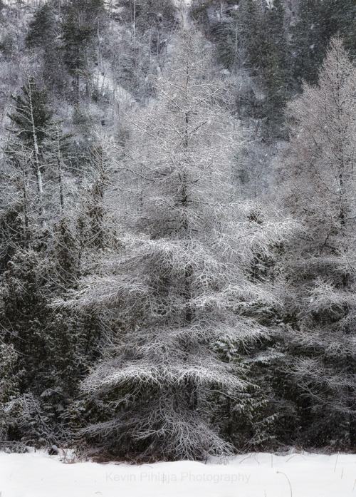 Snowy Larch.