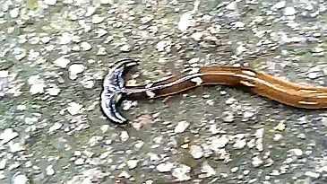 twixie-answers-mod: furbearingbrick:  unexplained-events:  Hammerhead Worm Bipalium,