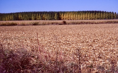 Horizontals XXIX - Paisaje rural en otoño con campo cosechado y plantación de álamos más allá, cerca