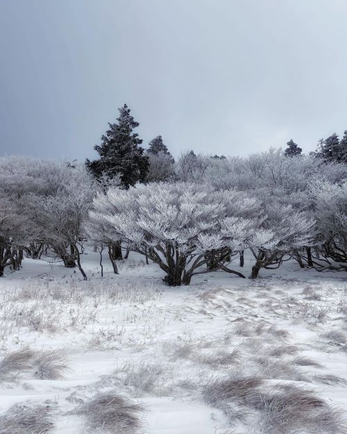 凛 . #ザ山部 #山 #hiking #trekking #mountains #mountainlovers #snow #cold #chill #シロヤシオ (八丁平) www