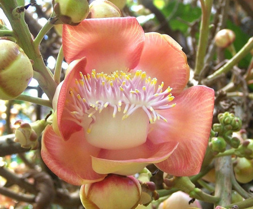 the-secret-life-of-plants:Cannonball Tree (Couroupita guianensis) by Oriolus84 on Flickr.