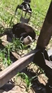 onlylolgifs:  WI Lumberjack rescues BLACK BEAR with milk can stuck on head