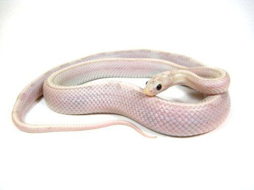 areyousayingyes:Corn Snake - Morphs - Pantherophis Guttatus