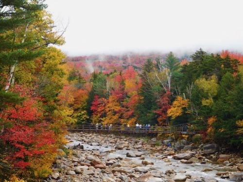 infinitelydaydreamin:Autumn leaves in the White Mountains of New Hampshire
