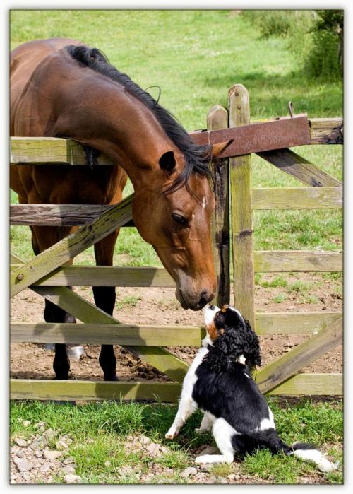 samsonthegsd:dogs and horses