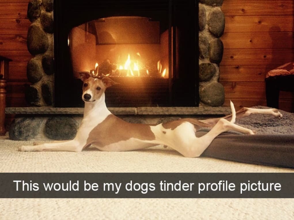 mossyoakmaster: onyourleftbooob:  dogs and snapchat    We don’t deserve dogs ❤️😂