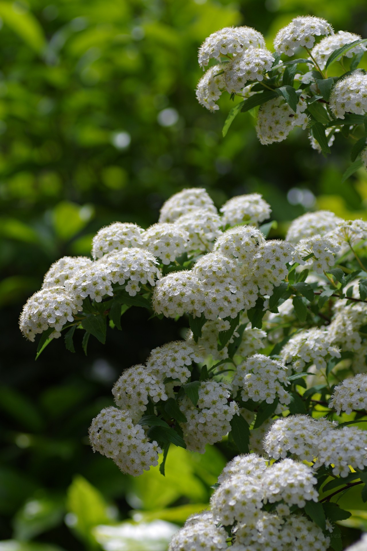 Uyamt S Memo 小手毬 こでまり Reeves Spirea Spiraea Cantoniensis