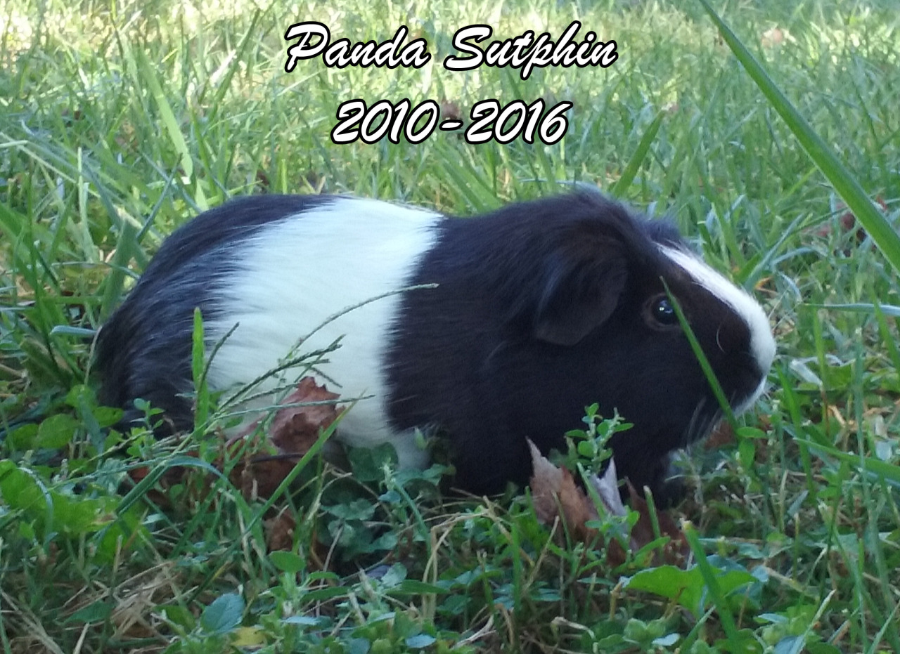 Panda Sutphin the Guinea Pig died December 2nd, 2016. One day after my birthday. She