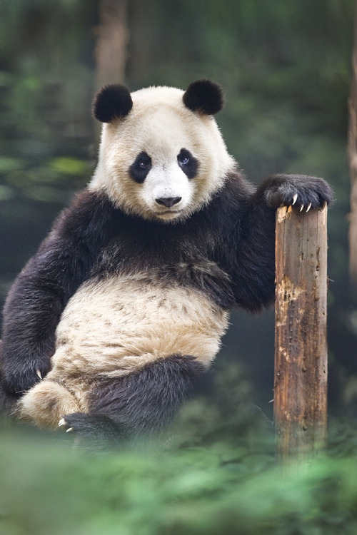drxgonfly: portrait of a panda (by David adult photos