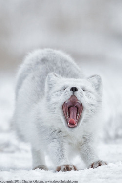 musts:  Arctic fox by Charles Glatzer 