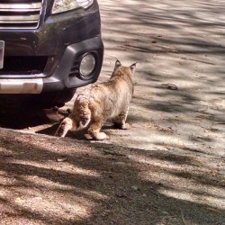 Big fluffy kitty. #Bobcats #Yosemite