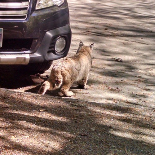 Porn Big fluffy kitty. #Bobcats #Yosemite photos