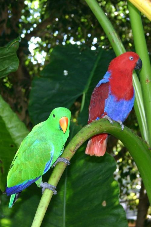 oceaniatropics:  A pair of wild native Australian birds, known as Eclectus parrots, Queensland, Aust