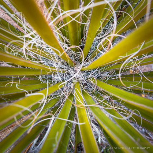 Close-up inside of a young joshua tree.