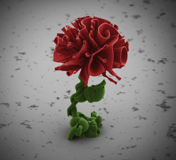 sixpenceee:  Harvard Scientist Grows Microscopic FlowersInside a tiny beaker of water
