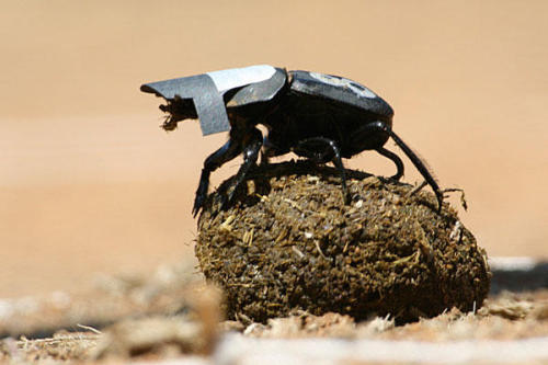 sciencesoup:  Even Dung Beetles Stargaze Last year, an Ig Nobel Prize was given to researchers who discovered that dung beetles use the Milky Way to navigate. The Ig Nobels famously honour achievements that first “make people laugh, and then make them