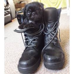 lost-lil-kitty:  💛 Pug in a boot. 